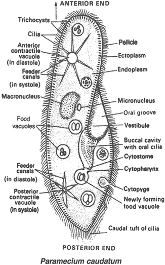 Anatomy - Paramecium